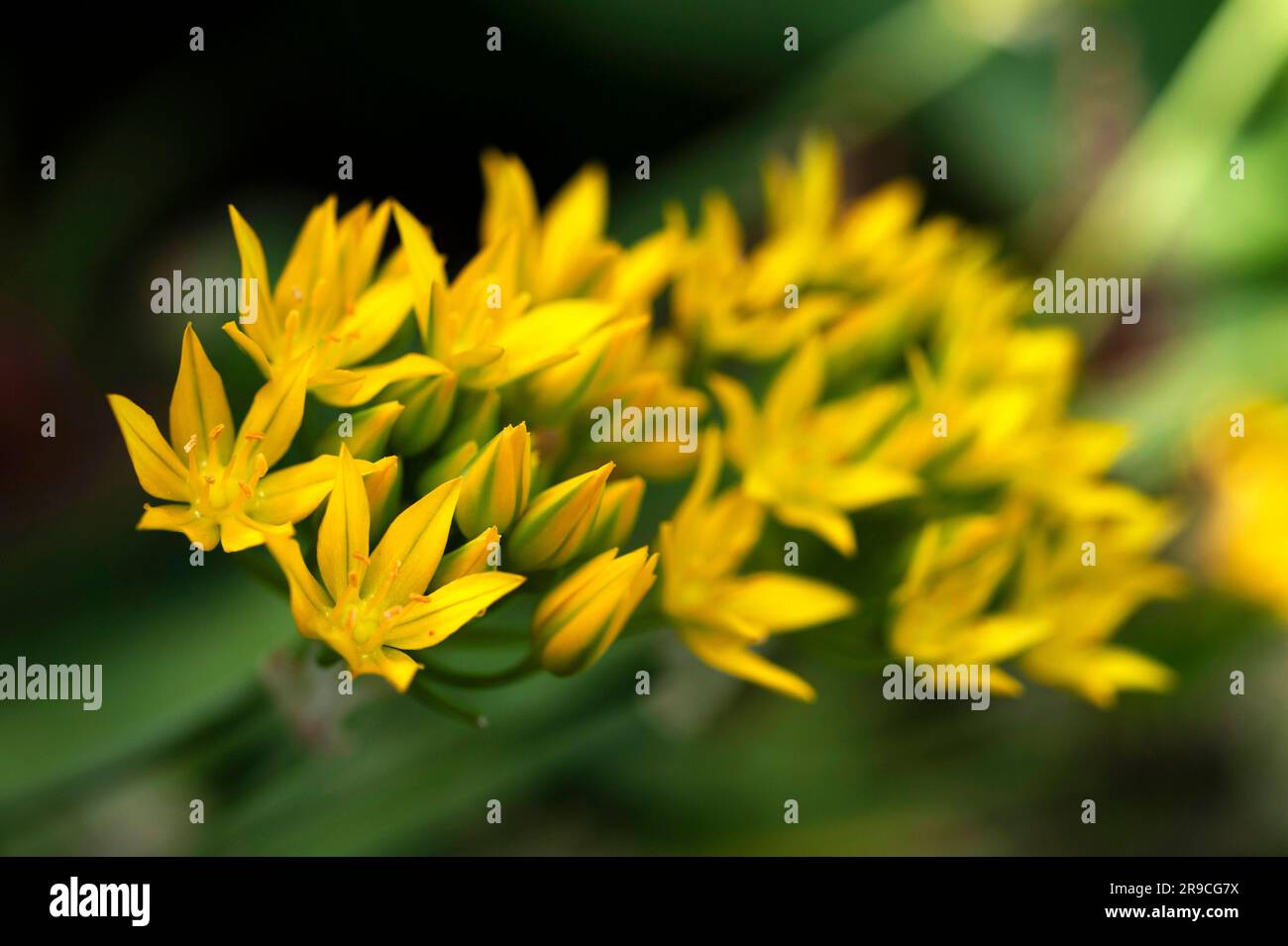 Yellow Allium bloom Stock Photo