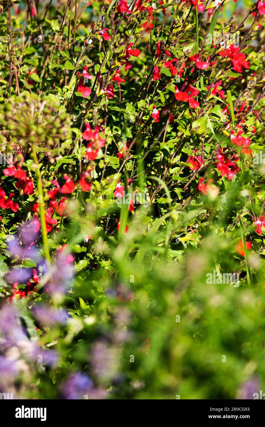 Red Salvia growing in a garden Stock Photo