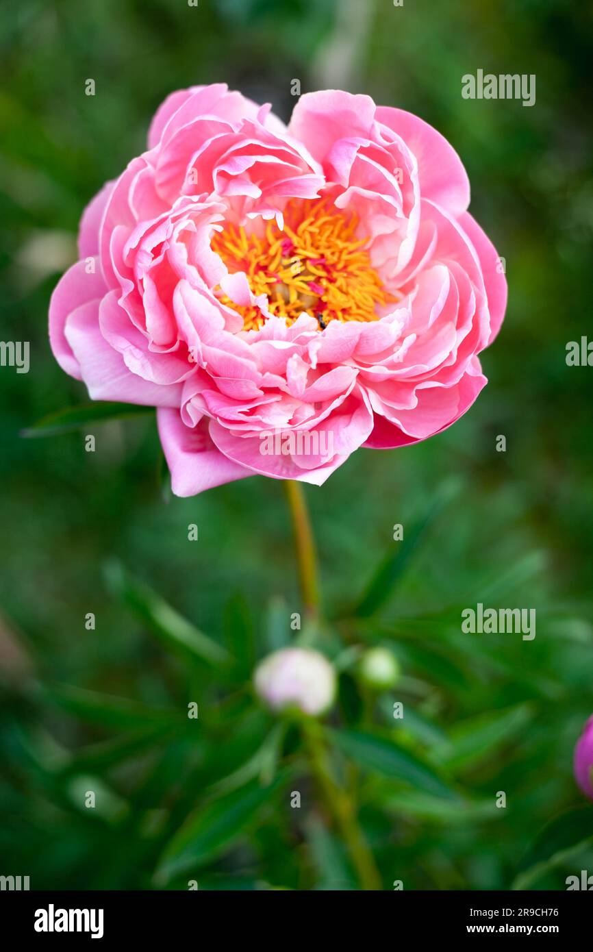 blooming beautiful perennial pink peonia coral sunset flowers Stock Photo