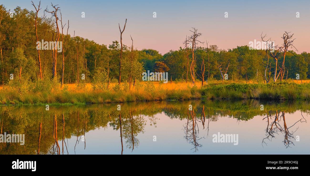 A 2:1 panorama photo of a sunrise at nature reserve Appelbergen, a beautiful piece of nature in Glimmen, on the border of the province of Drenthe and Stock Photo