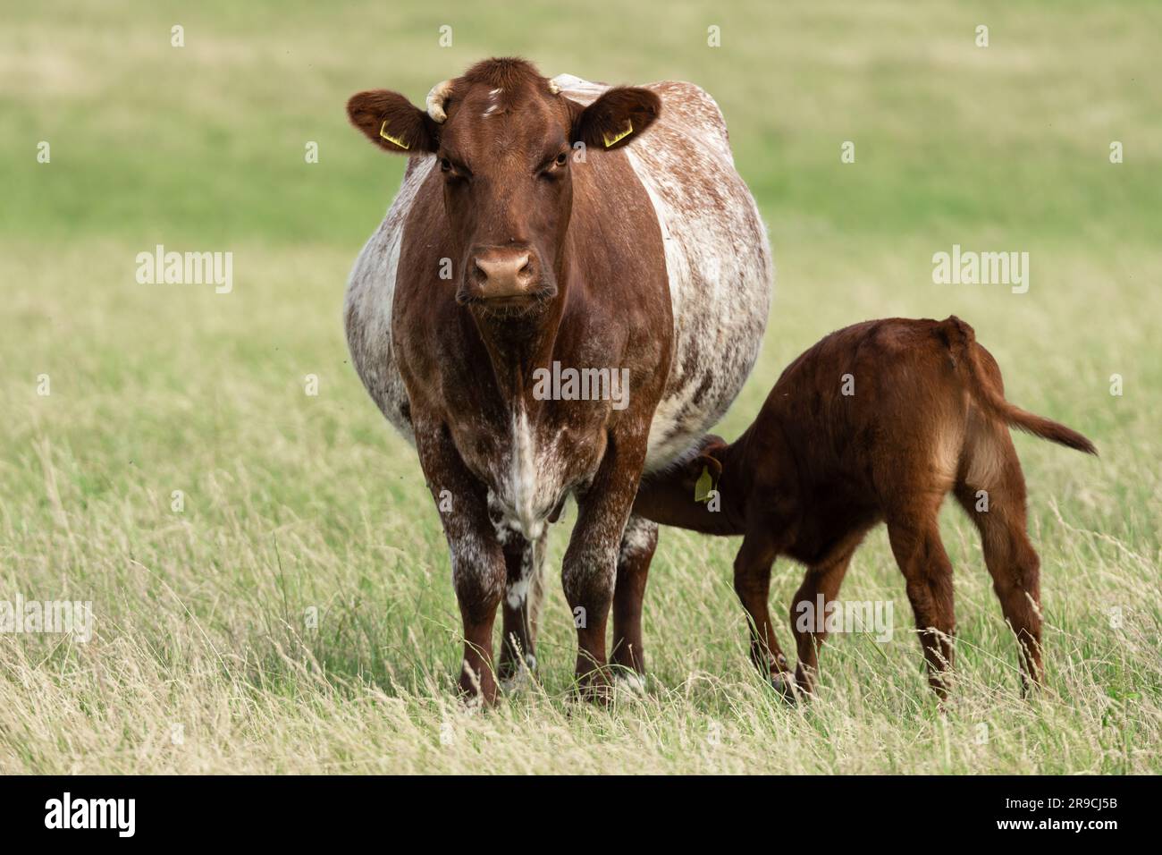 Close up of a  brown and white mother cow with her young calf suckling beneath her in Summertime.  Facing front.  Clean background.  Horizontal. Space Stock Photo