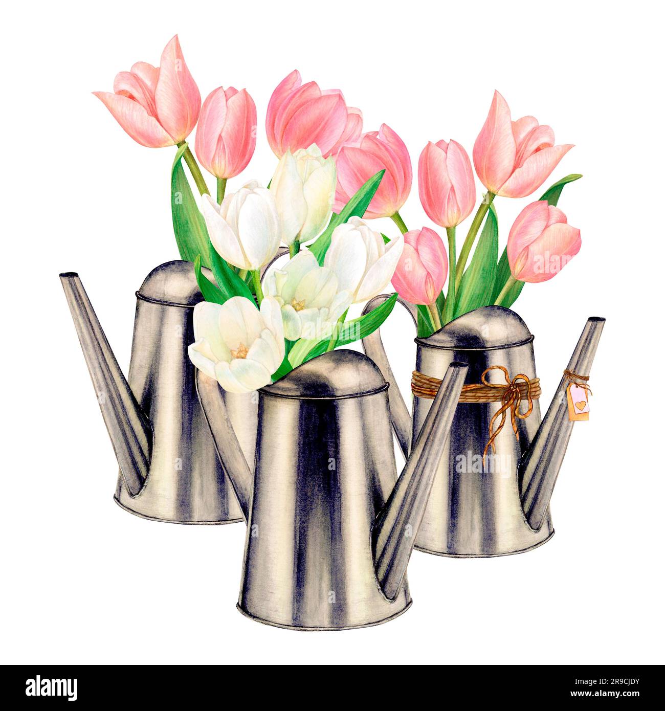 Watercolour drawn set of metal watering cans with beautiful white and pink tulip flower bouquets on white background. Perfect for sticker, logo Stock Photo