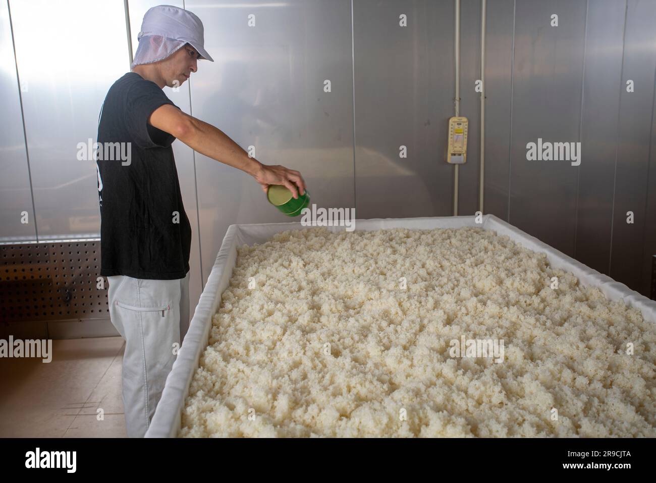 Japan/ Akashi/Hyogo prefecture/Producing Japanese sake/Steamed rice inoculated with koji spores . Stock Photo