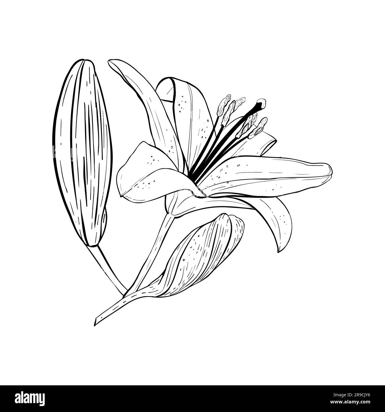 Details 118+ lily flower drawing easy super hot seven.edu.vn