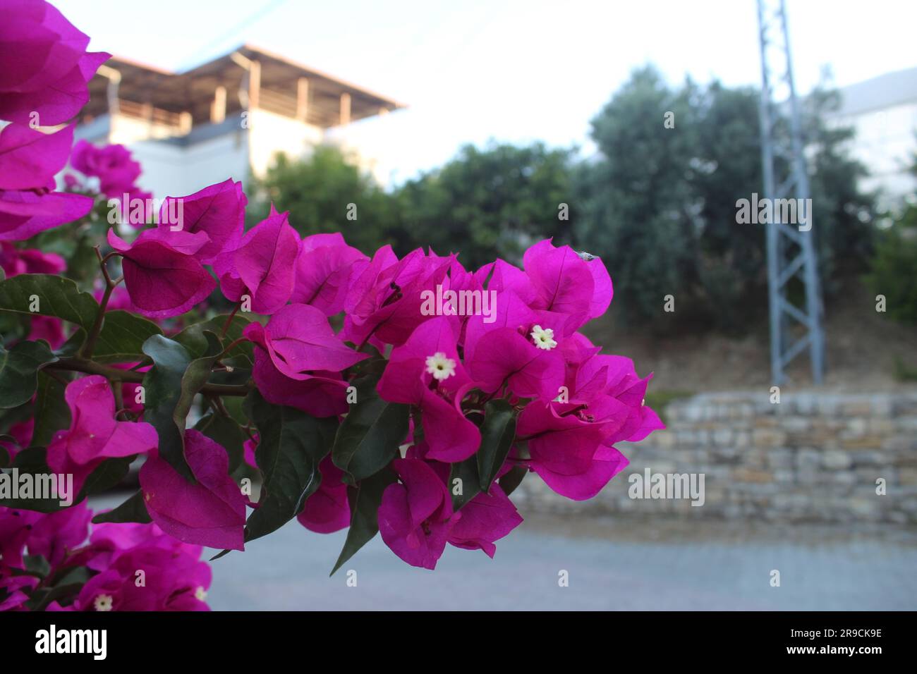 Purple flowers of bougainvillea tree in street. Stock Photo