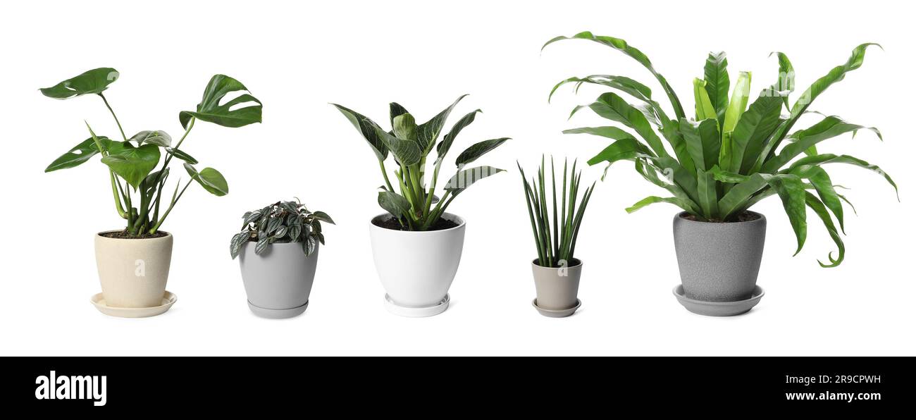Collage with different potted plants on white background. House decor Stock Photo
