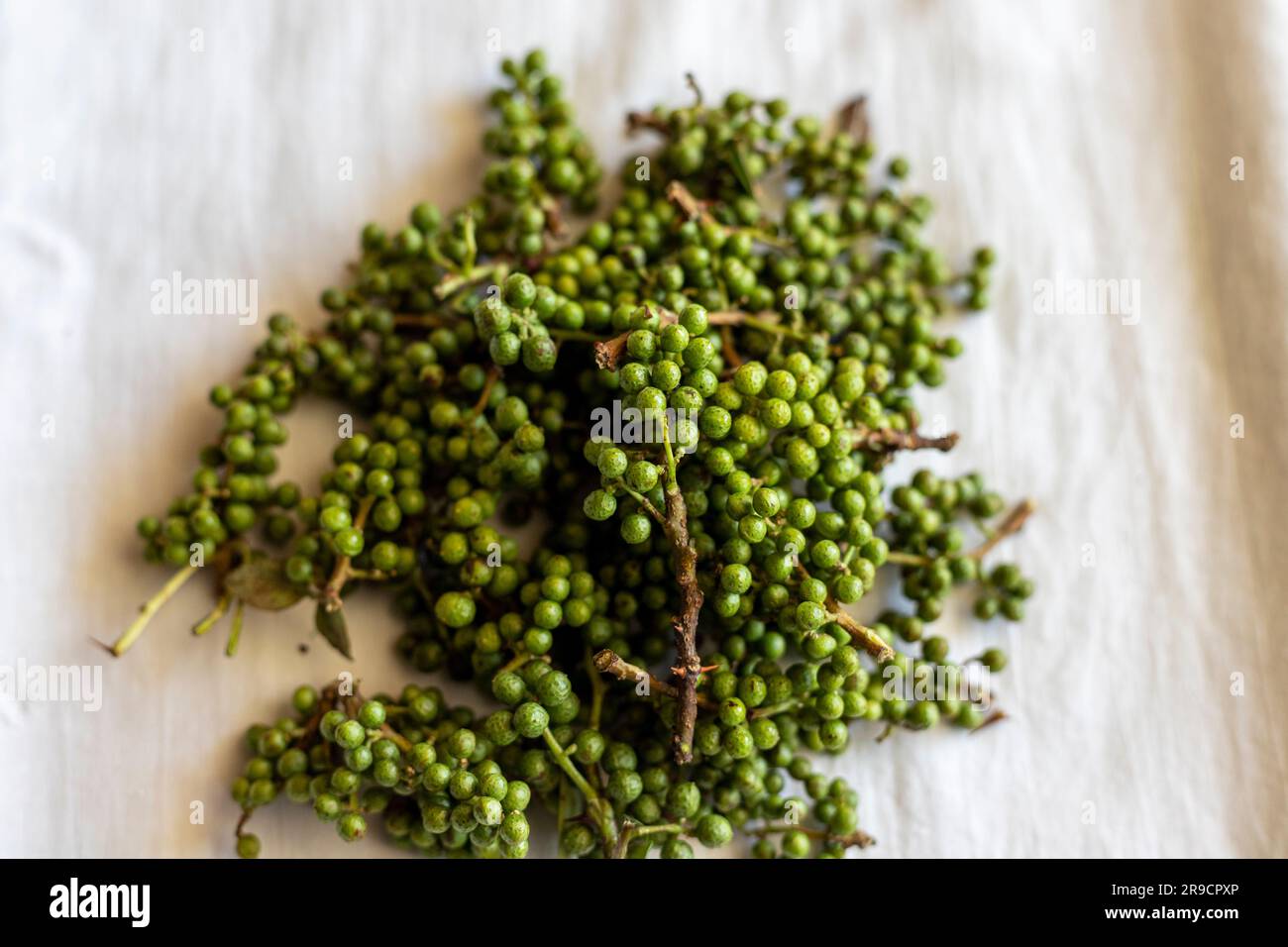 Fresh green sansho japanese pepper or prickly ash use for flavoring cuisine. Stock Photo