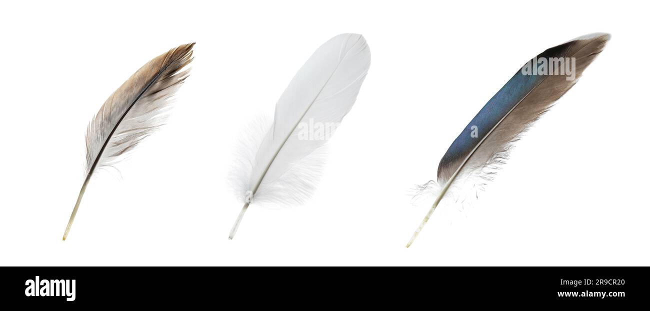 Set with different beautiful feathers on white background Stock Photo ...