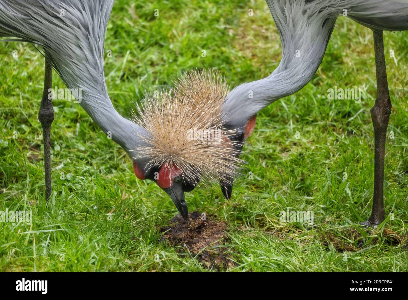 Couple of Grey crowned cranes (Balearica regulorum gibbericeps) digging in the grass, other names: crested crane, bird in the family Gruidae. Stock Photo