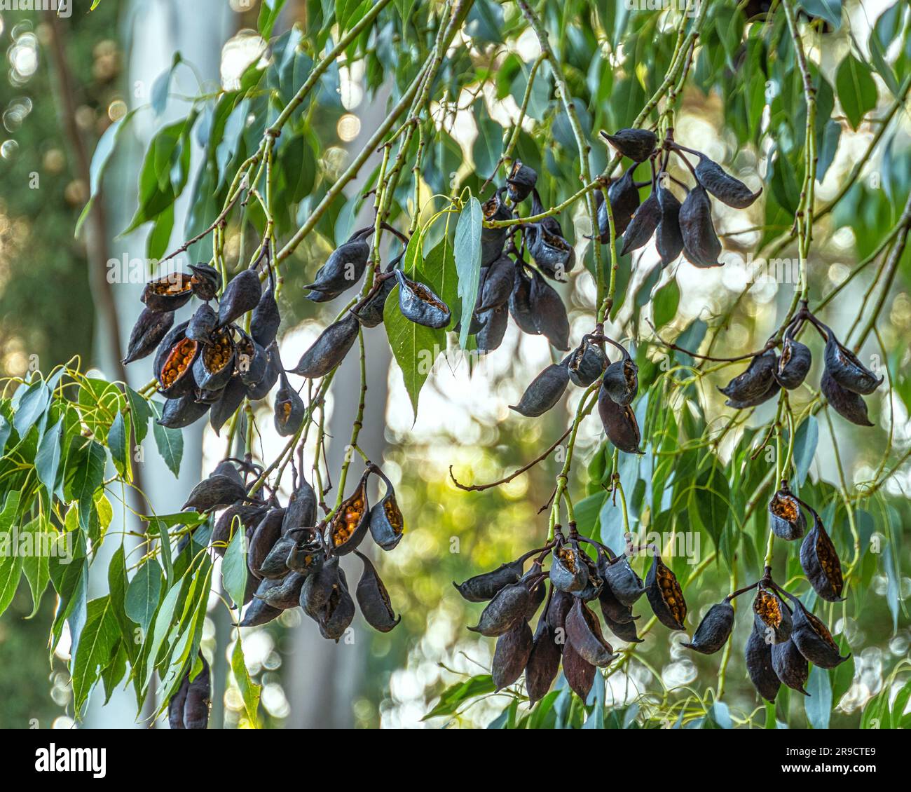 The fruits of Brachychiton populneus (Populus nigra, Bottle tree, No populus nigra, Kurrajong), from the Malvaceae family. Sicily, Italy, Europe Stock Photo
