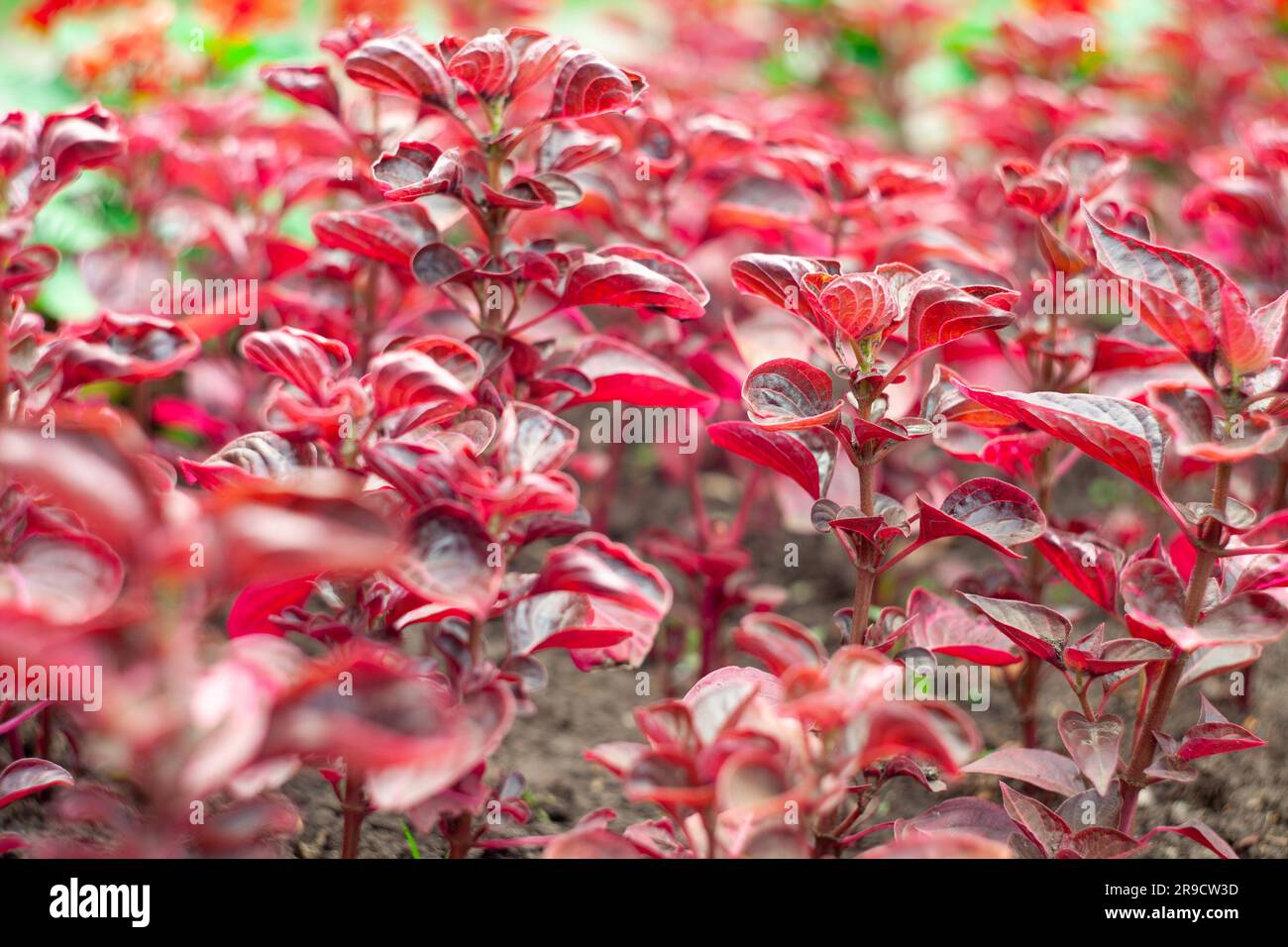 Bright leaves of Herbsts bloodleaf. Iresine herbstii Stock Photo