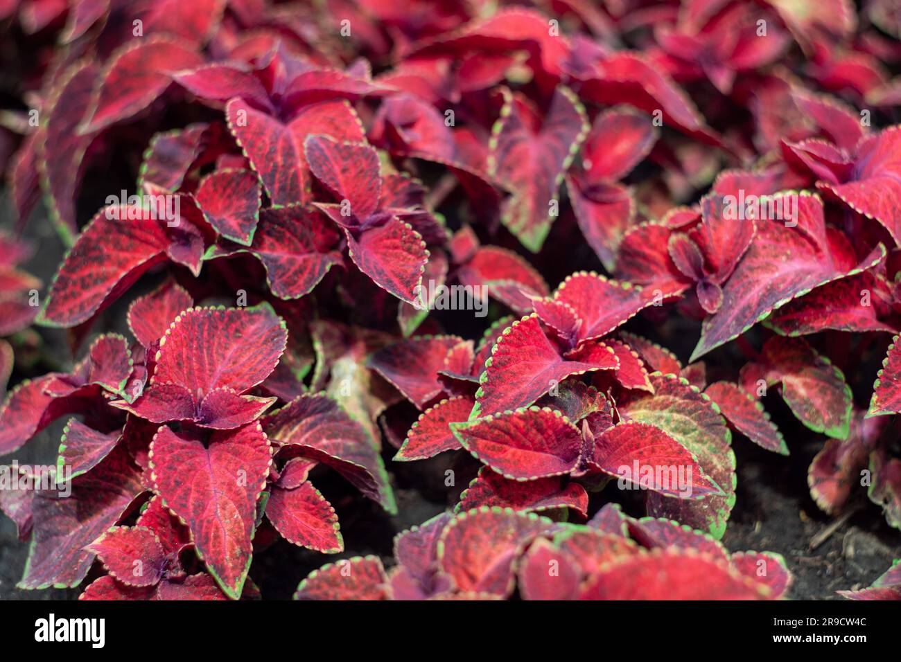 Coleous Red Red and green leaves of the coleus plant, Plectranthus scutellarioides ...