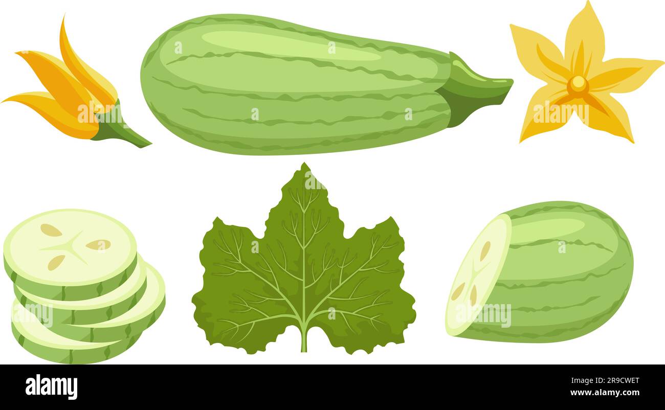 Cartoon zucchini marrow vegetable set Stock Vector