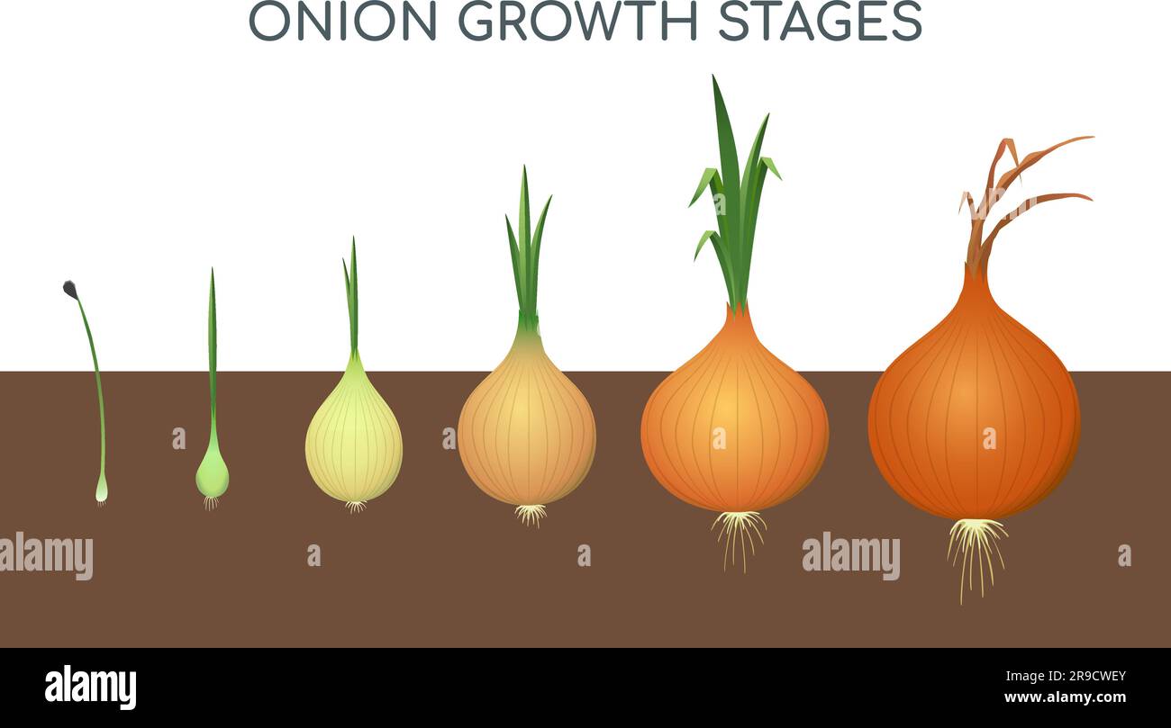 Onion growing stages Stock Vector