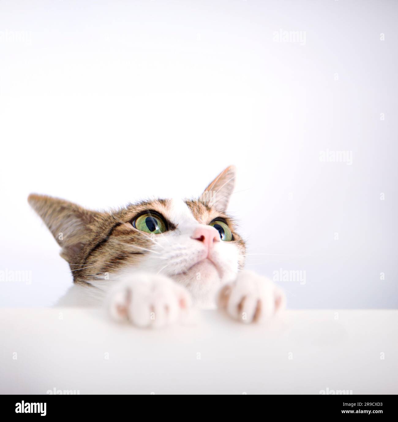 Cat put its paw on the  table and look up Stock Photo