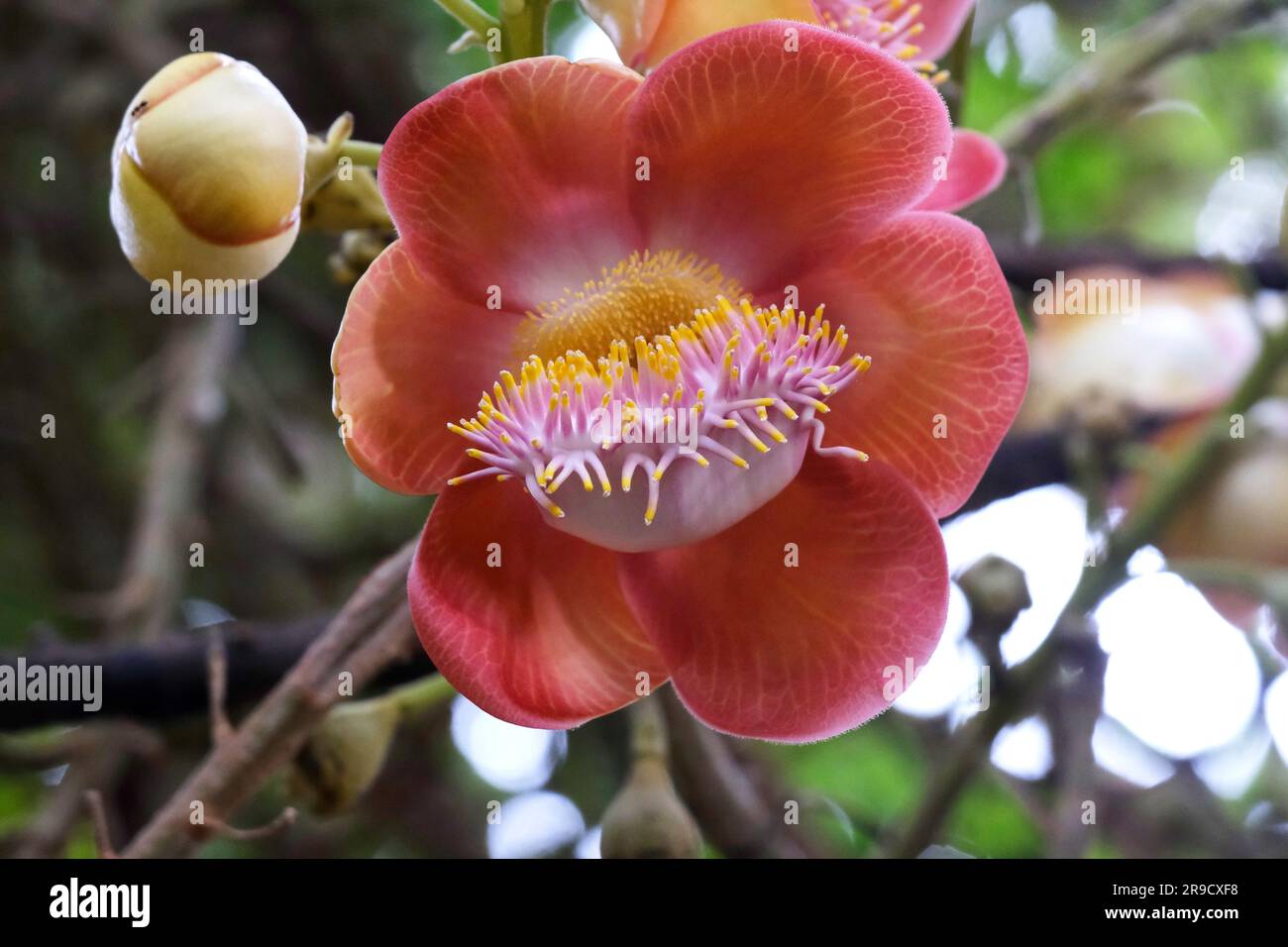 Closeup of a Beautiful Flower of a Cannonball Tree, Ayahuma tree, or