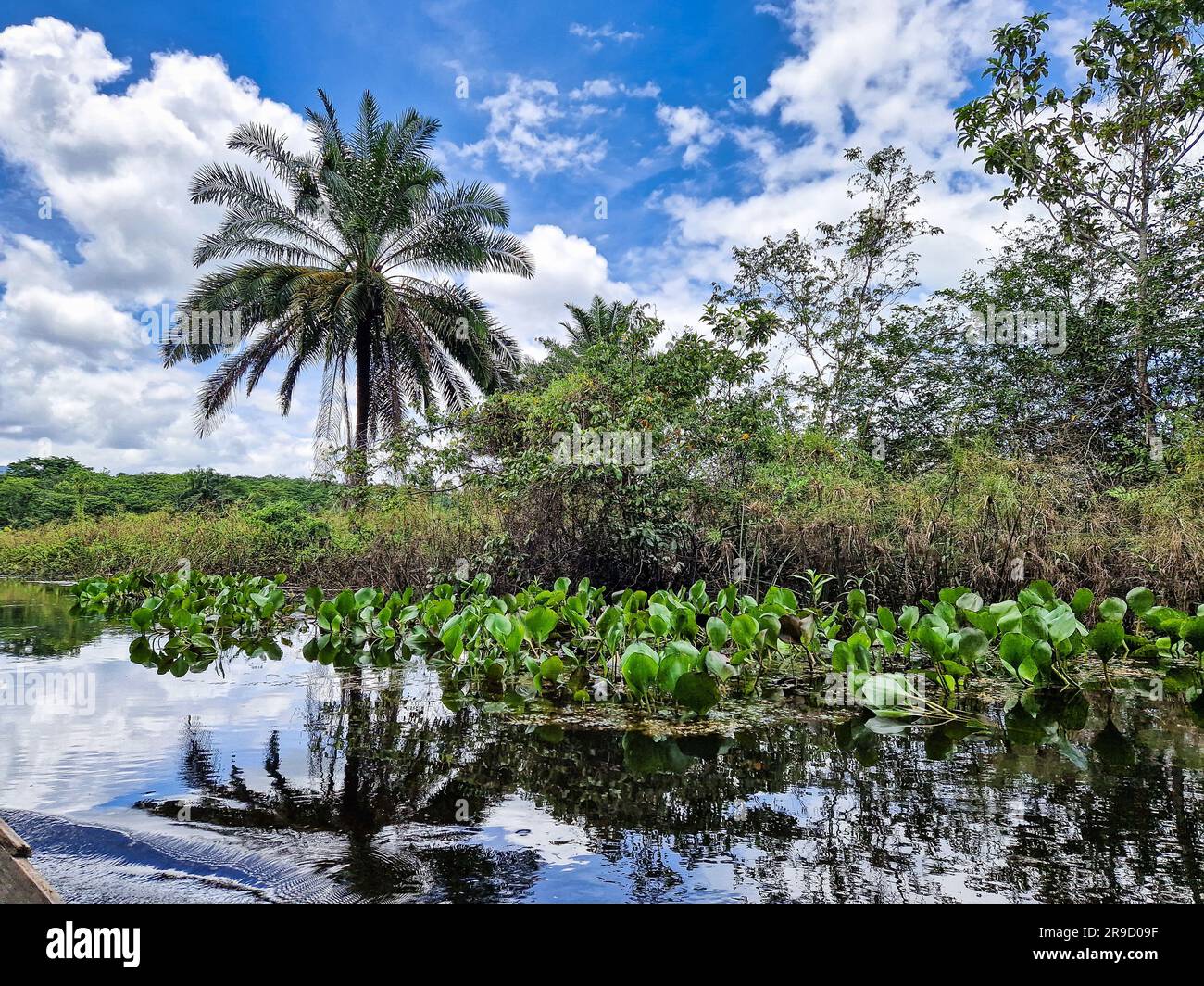 Canoe tour on the Pantanal Marimbus, waters of many rivers and abundant ...