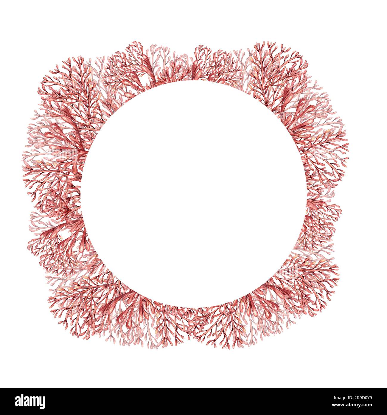 Frame of sea plants, coral watercolor illustration isolated on white background. Pink agar agar seaweed, phyllophora hand drawn. Design for package, l Stock Photo