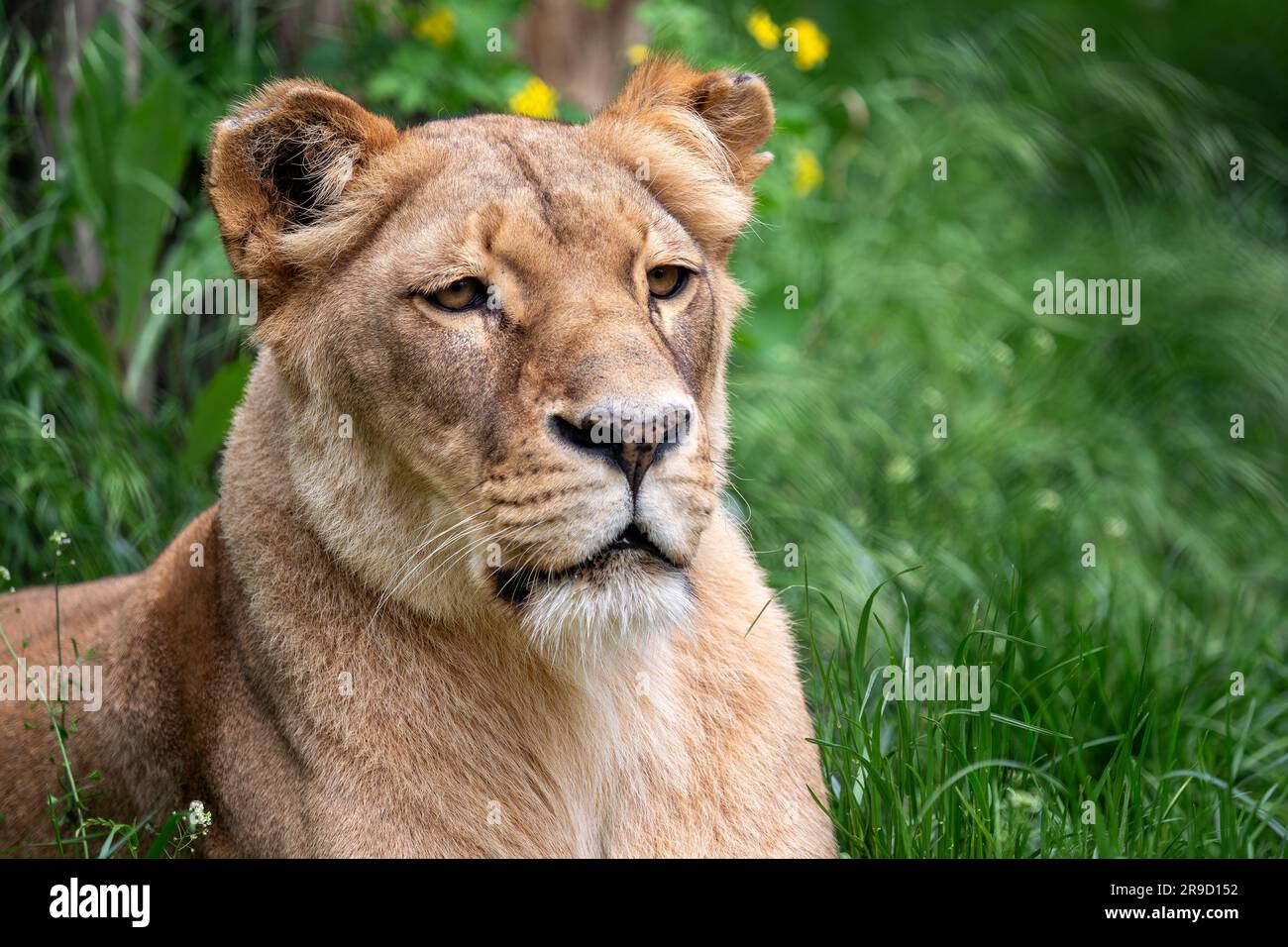 Katanga Lion or Southwest African Lion, panthera leo bleyenberghi. Lioness in the grass. Stock Photo