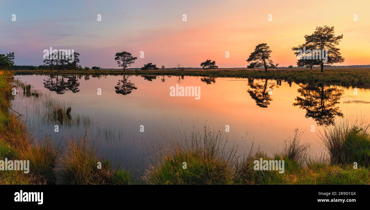 A wide 2:1 panoramic summer sunset at Dwingelderveld National Park, a national park in the Dutch province of Drenthe, roughly located in the triangle Stock Photo