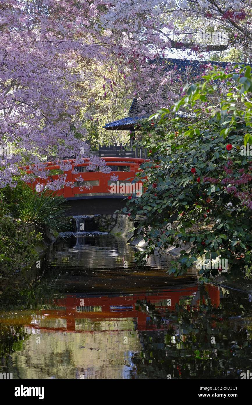 A bright red bridge is mirrored in the tranquil surface of a still pond surrounded by vibrant purple flowers Stock Photo