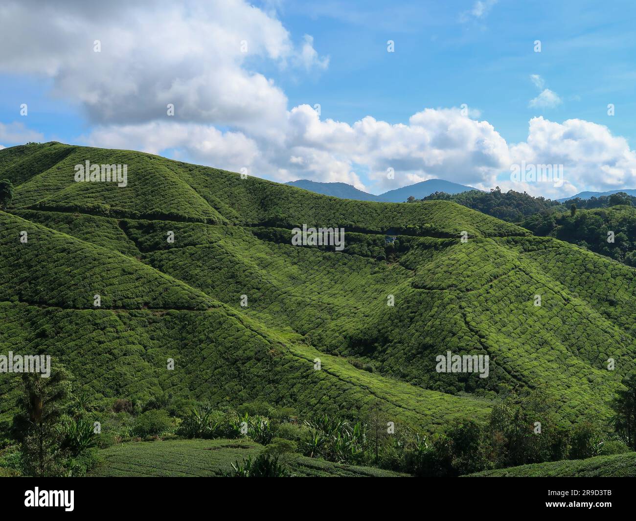 November 20, 2018 - Cameron Highlands, Malaysia: Tourists visiting a ...