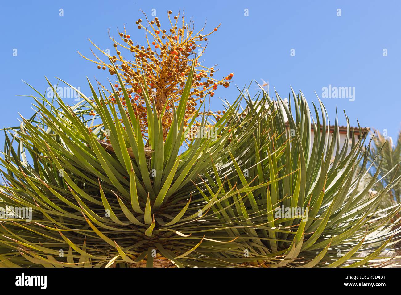 Palm berries in bloom. Blooming tropical tree. Exotic berry backgroun