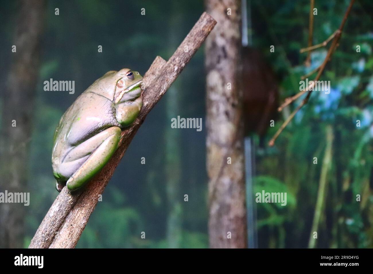 Images of Cairns and its wildlife and reserves - Australia Stock Photo