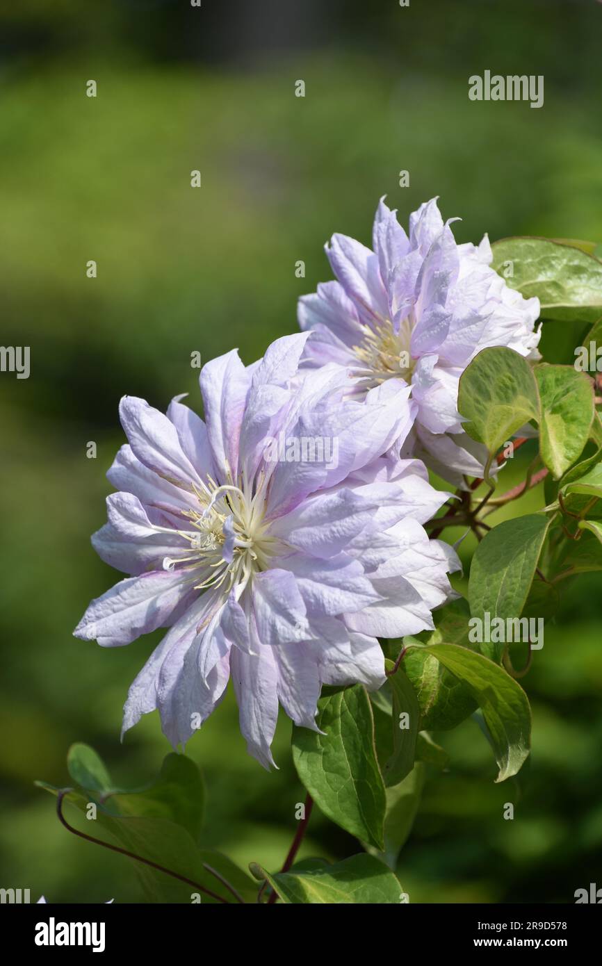 Clematis Raspberry Double Flowering light colored double clematis blossom in the summer sunshine ...