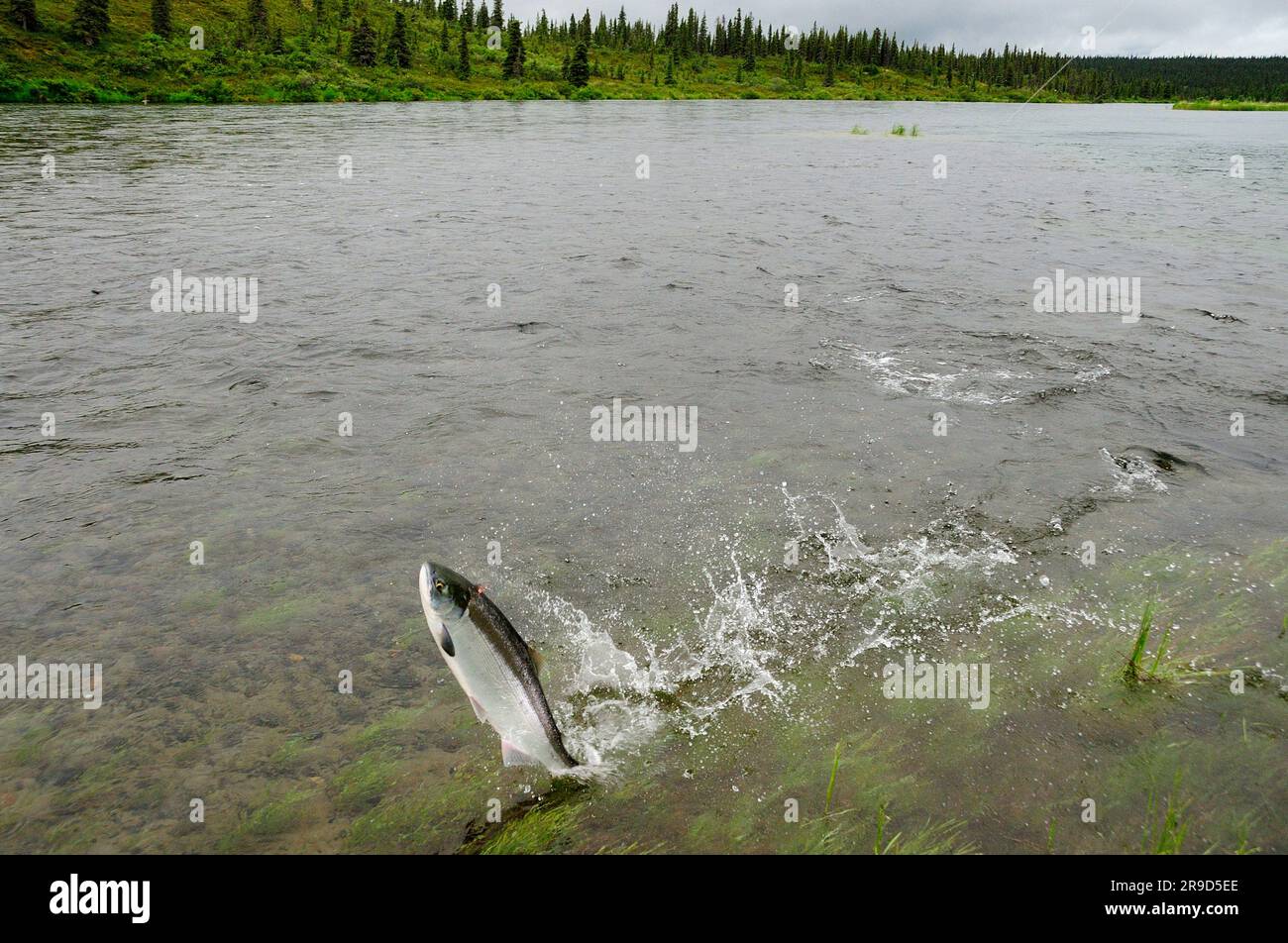 Sockeye salmon fighting Stock Photo