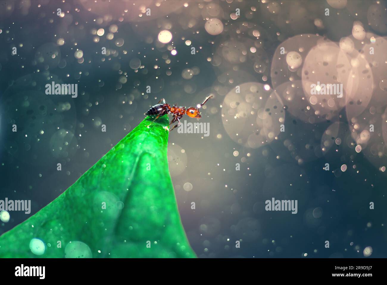 Black ant macro closeup resting on a green leaf Stock Photo