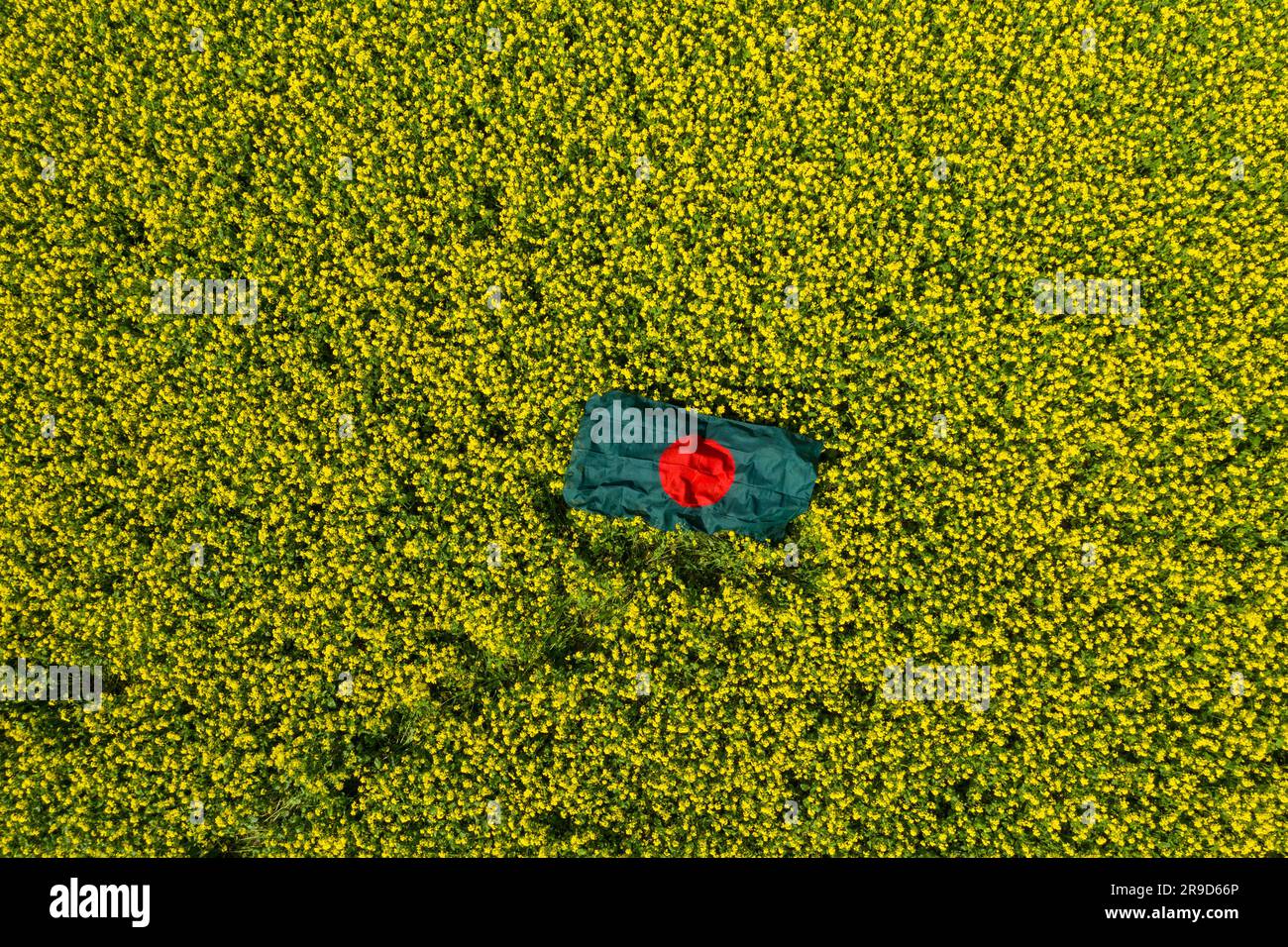 Aerial view of a Bangladesh National Flag om a mustard field at Singair in Manikiganj, Bangladesh. Stock Photo