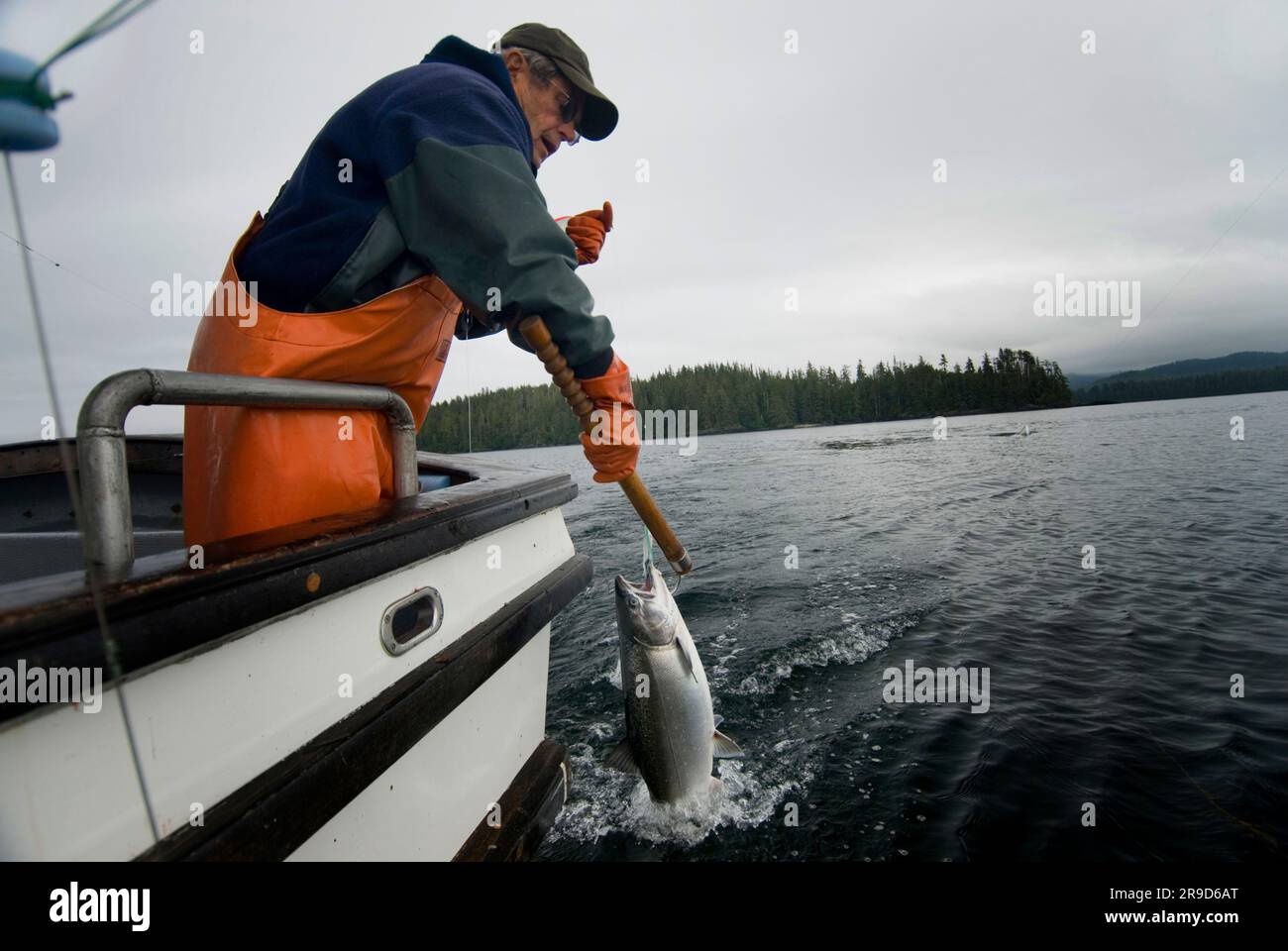 A Coho salmon is caught while trolling for salmon in Alaska Stock Photo -  Alamy