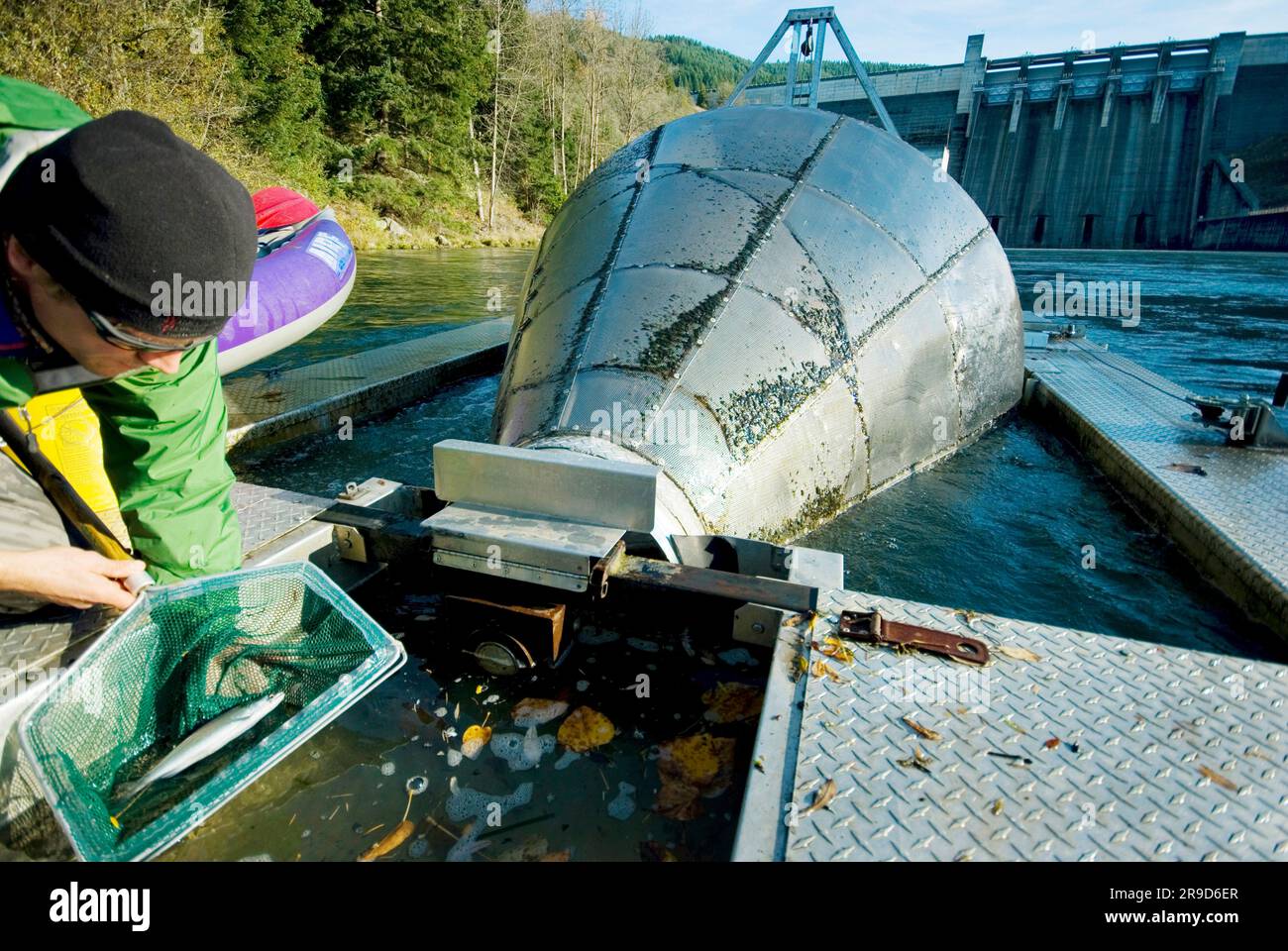 Inspecting a fish trap below Lookout Point Dam, Willamette, OR Stock