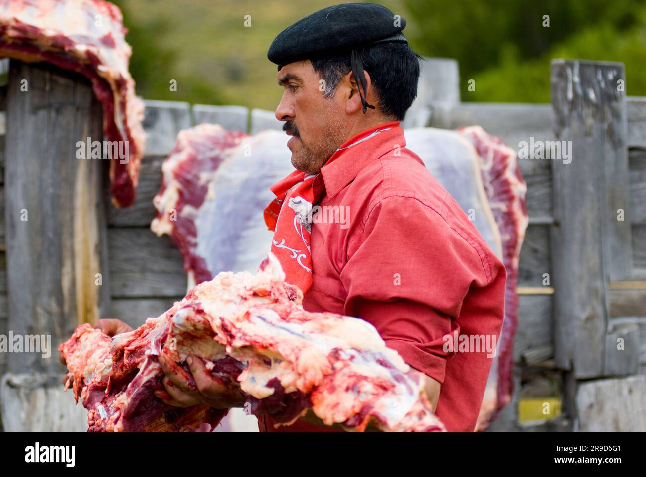 Patagonia Gaucho butchering a cow for Estancia Chacabuco, Patagonia. Stock Photo