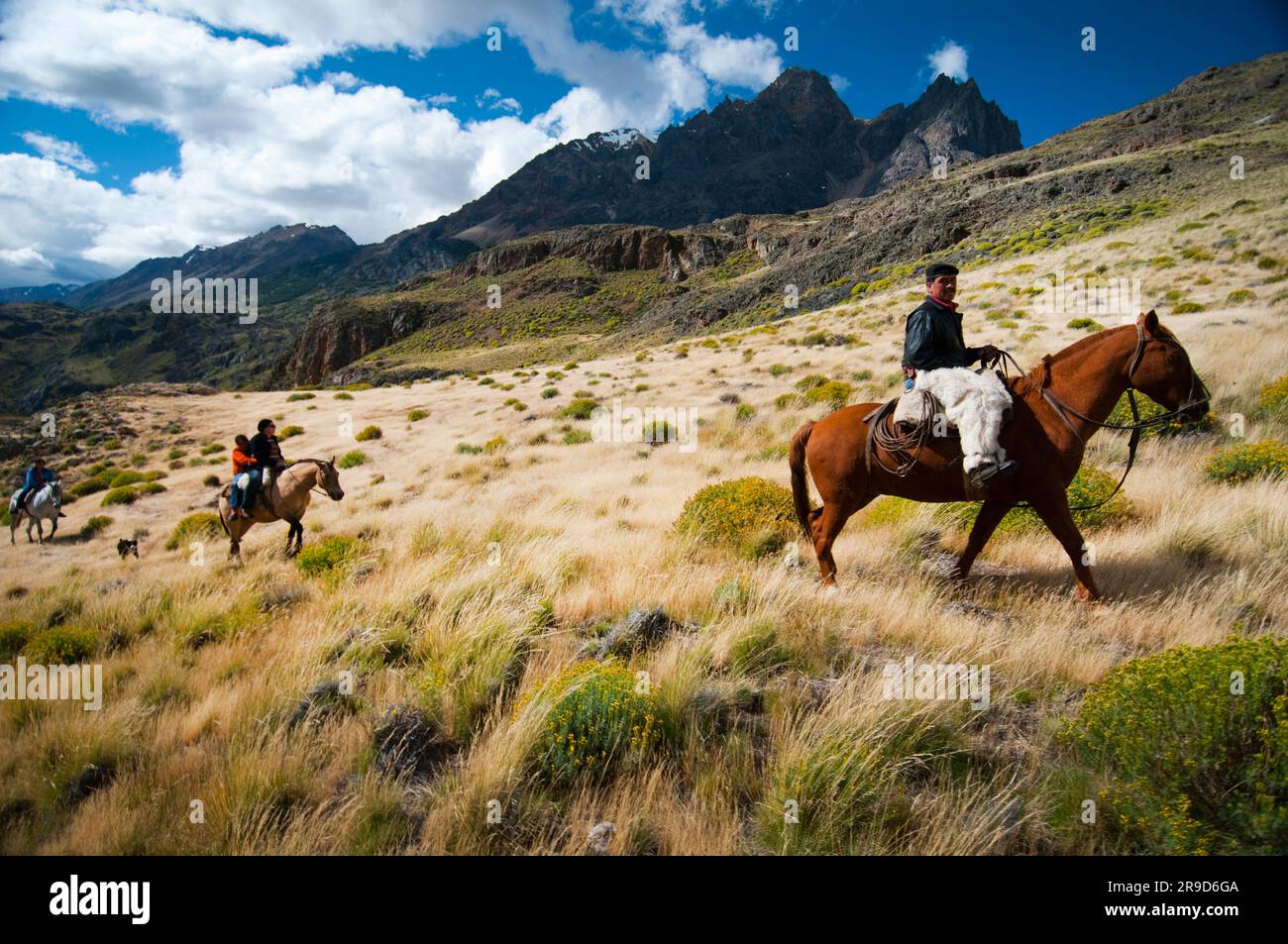 Patagonia Gaucho herding sheep on Estancia Chacabuco, Patagonia. Stock Photo