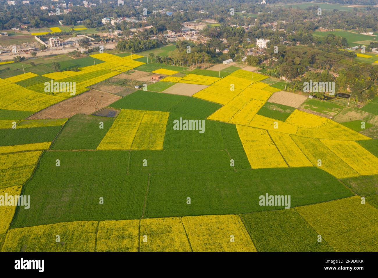 Aerial view of a mustard field at Singair in Manikiganj, Bangladesh