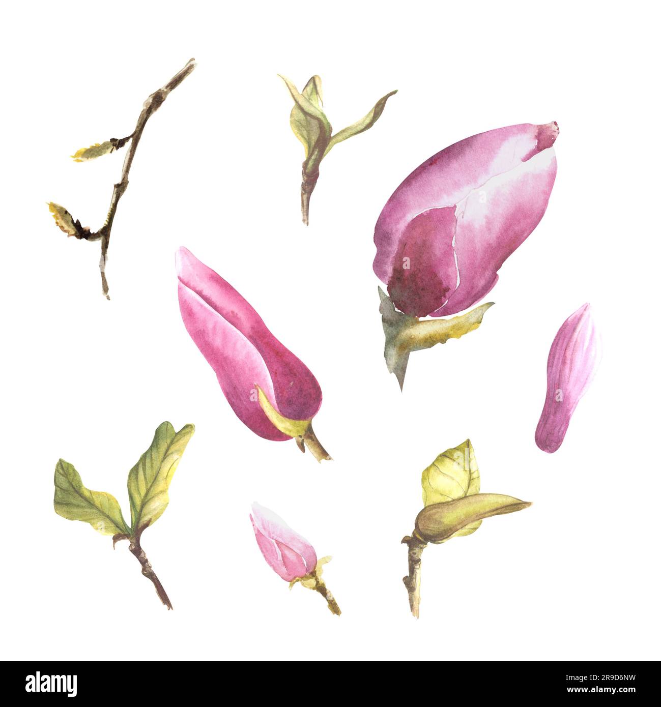 Magnolia flowers set, watercolor illustration. Hand drawn isolated ...