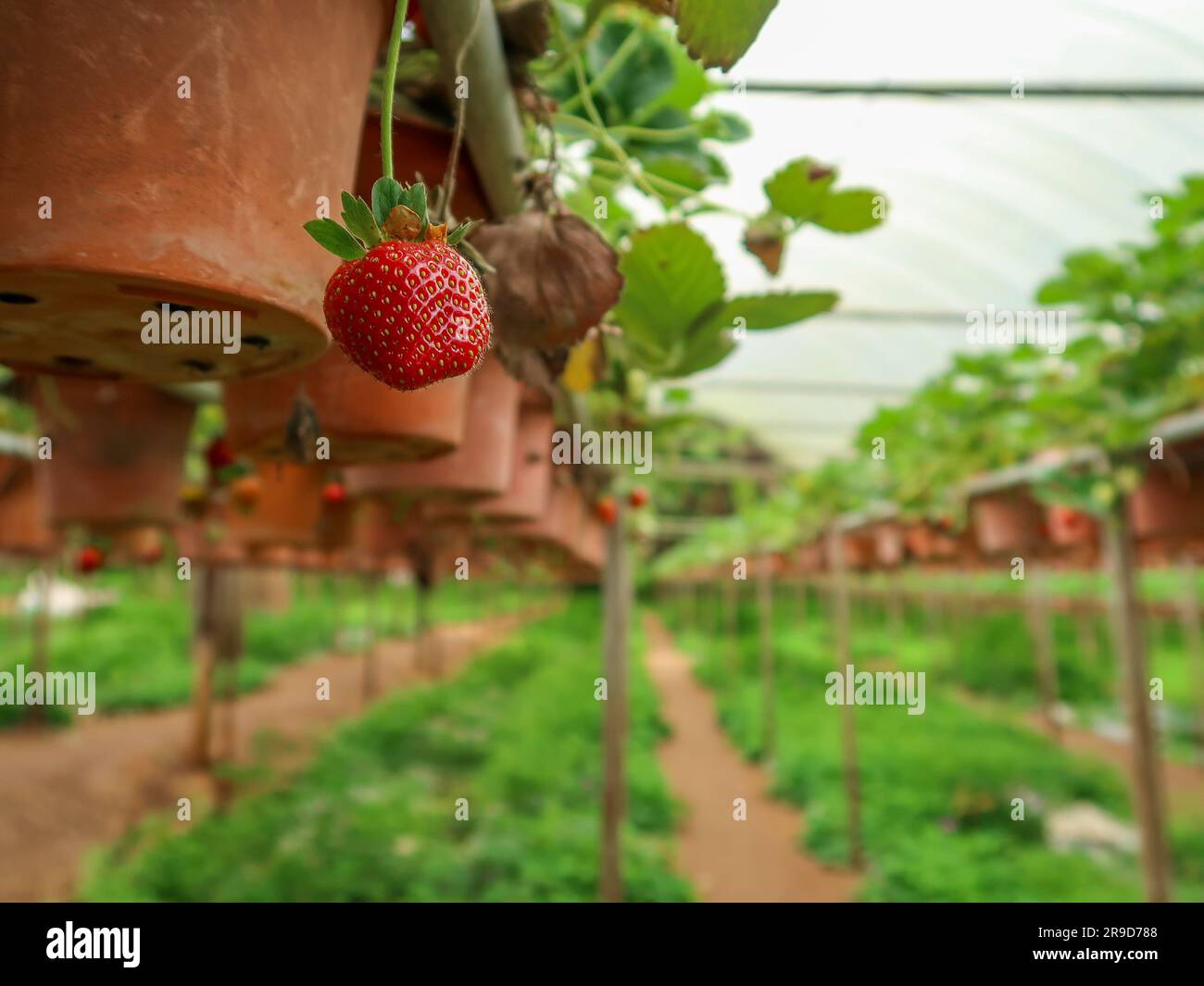 Strawberry in the pots, Cameron Highlands Stock Photo - Alamy