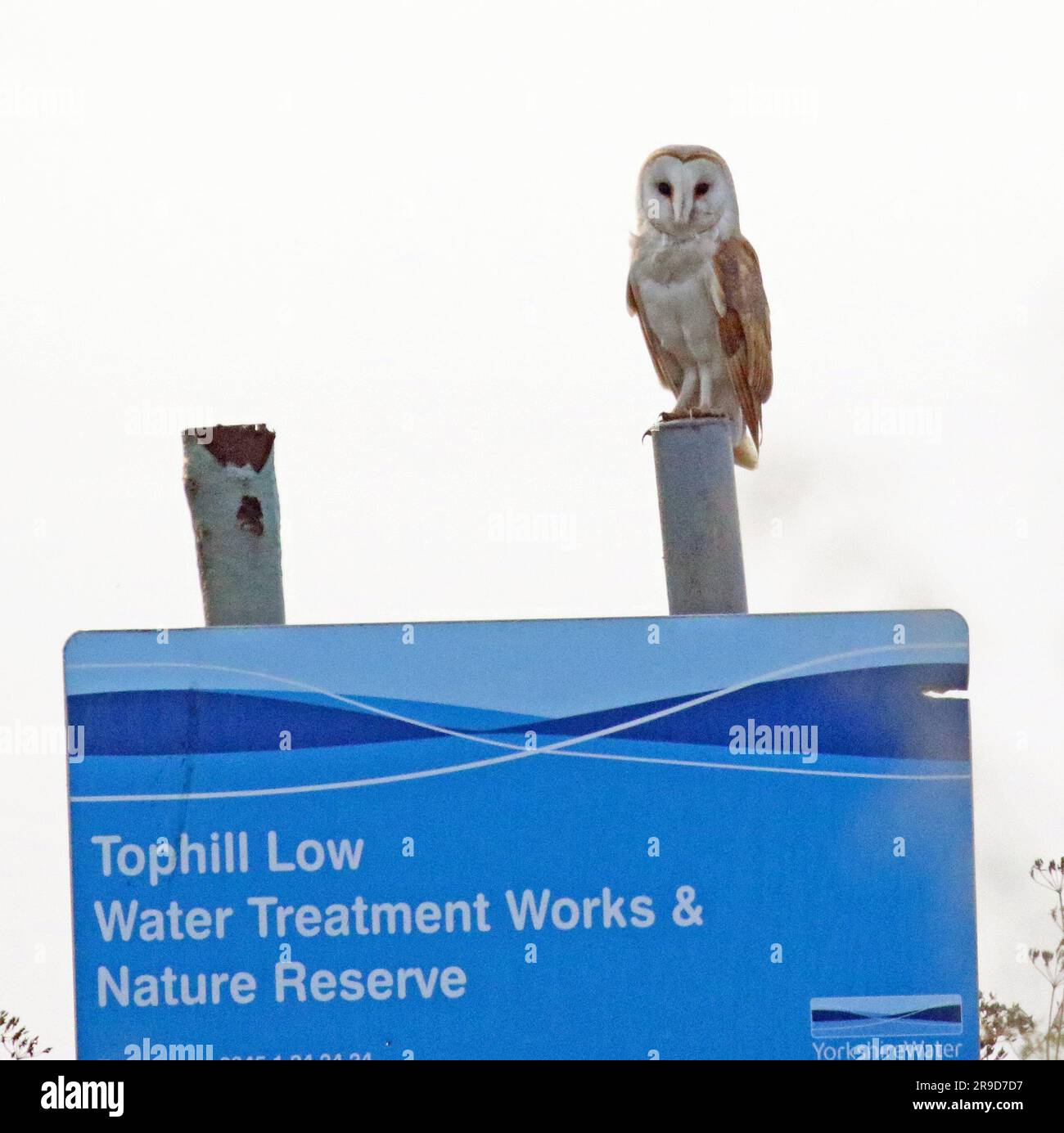 Barn Owl at Tophill Low Nature Reserve, Yorkshire, UK Stock Photo