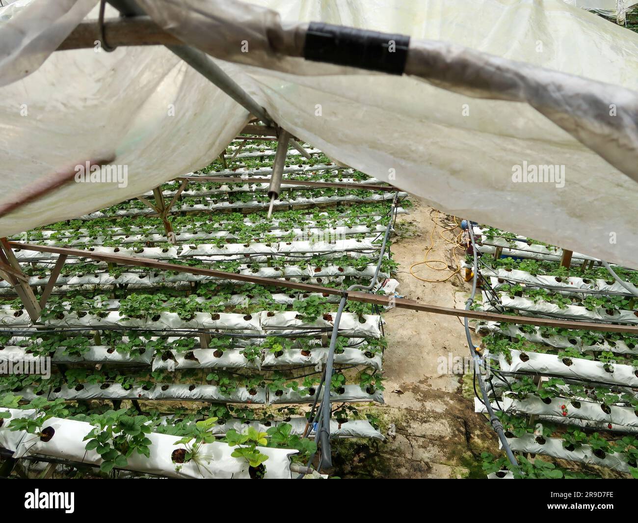 Hydroponic vegetable farm at Cameron Highland, Malaysia Stock Photo Alamy