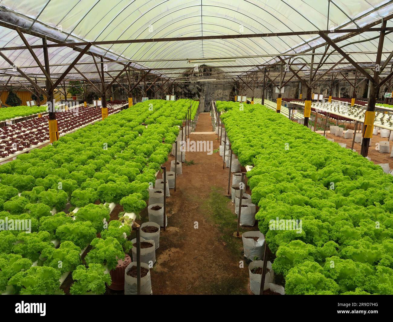Hydroponic vegetable farm at Cameron Highland, Malaysia Stock Photo Alamy