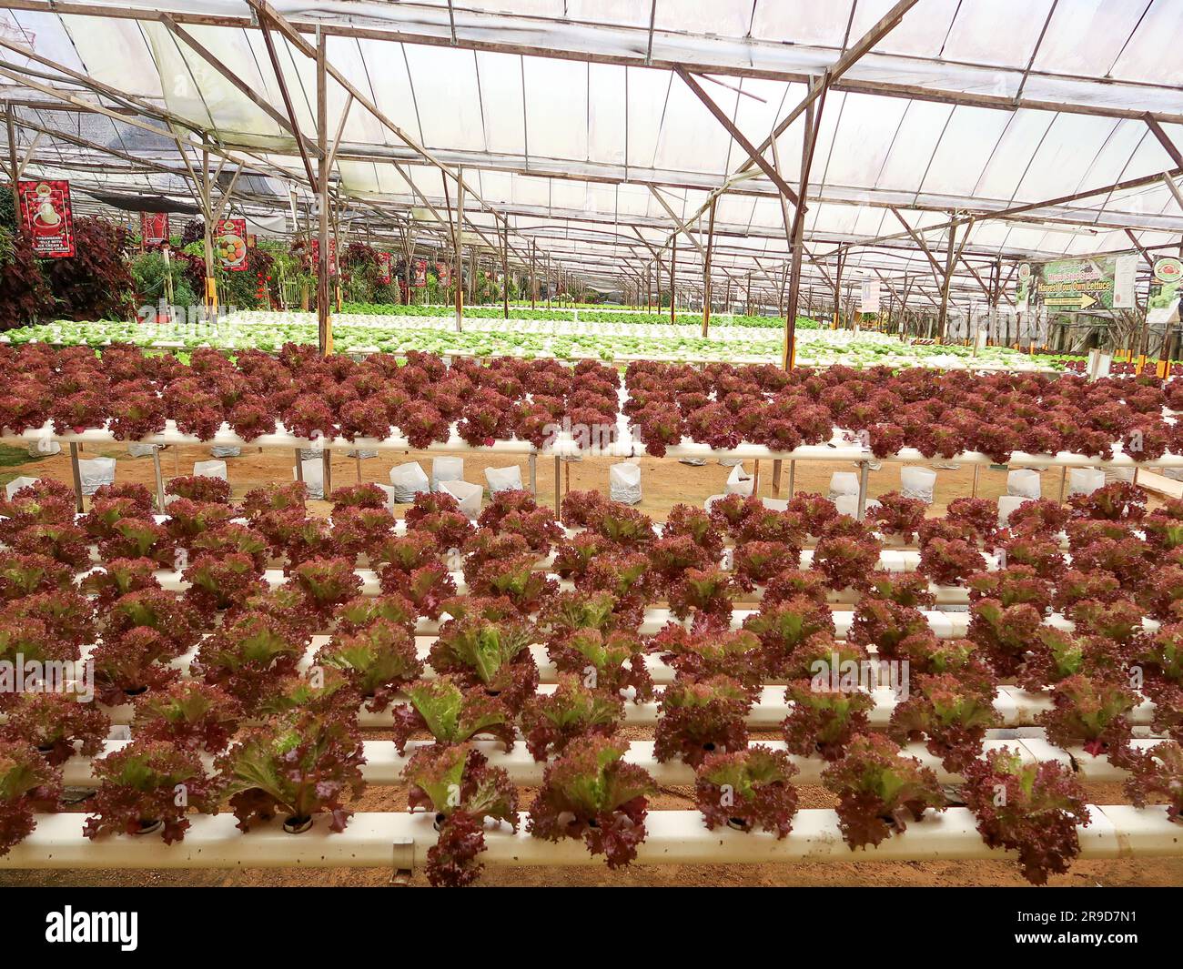 Hydroponic vegetable farm at Cameron Highland, Malaysia Stock Photo Alamy