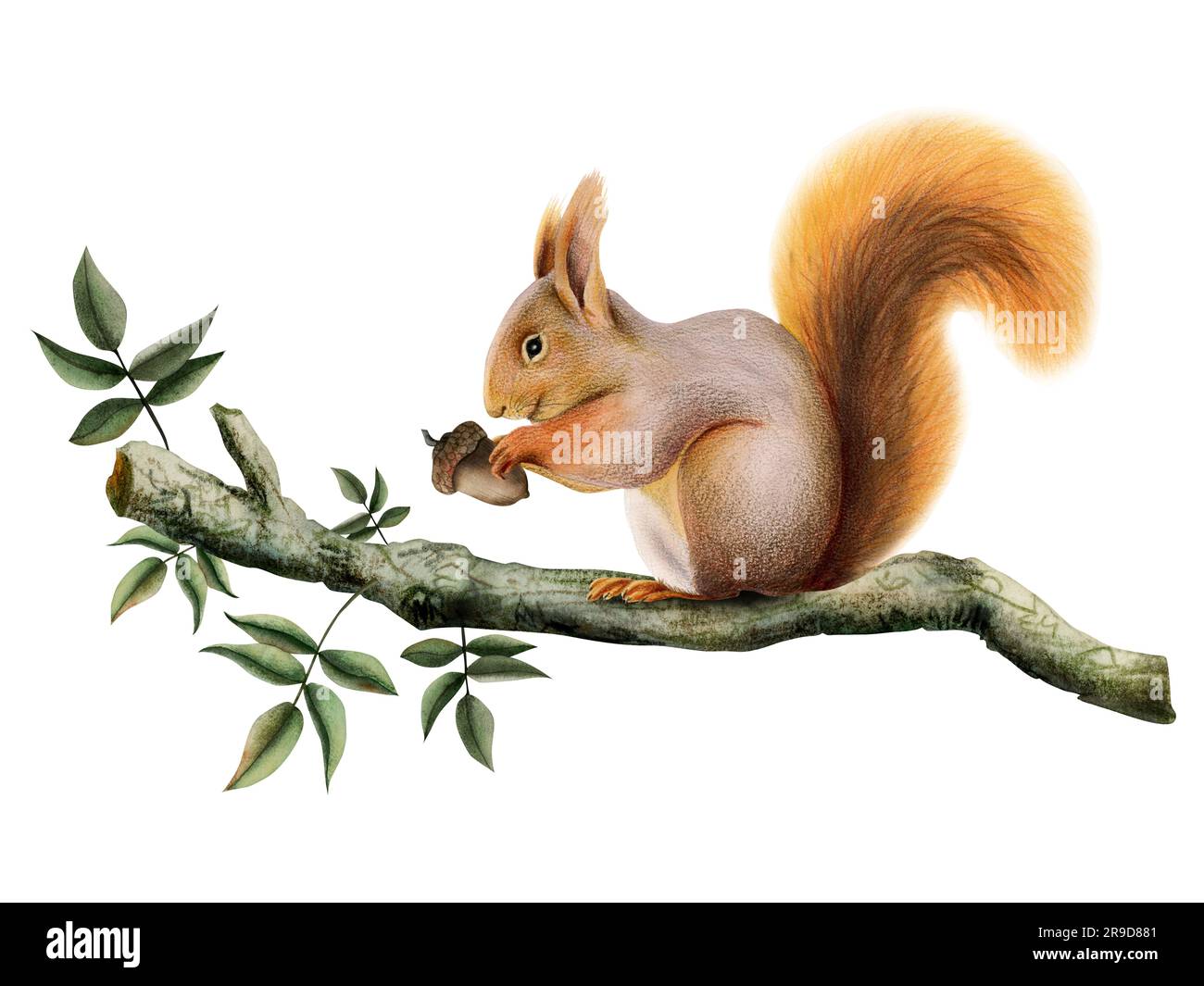 Orange brown squirrel holding an acorn on tree branch with green leaves watercolor illustration of forest animal Stock Photo