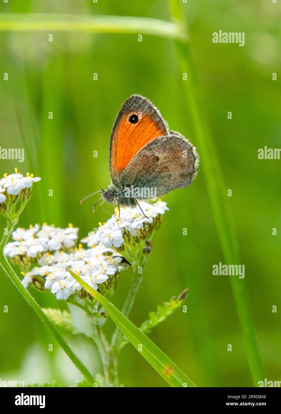 small heath butterfly on white yarrow blossom in alpine meadow in early summer Stock Photo