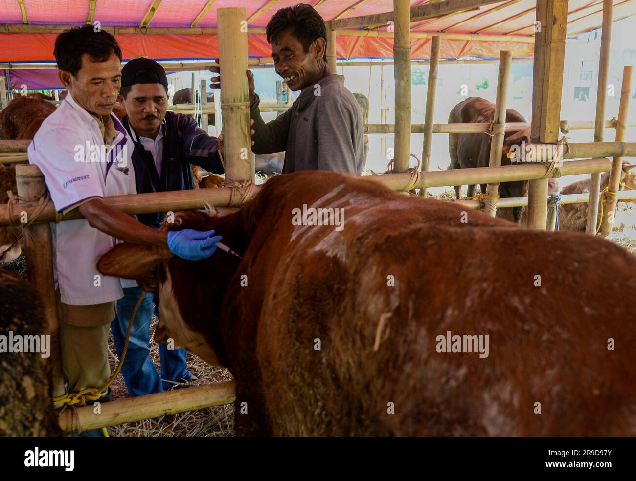 Lumpy skin disease lsd hi-res stock photography and images - Alamy