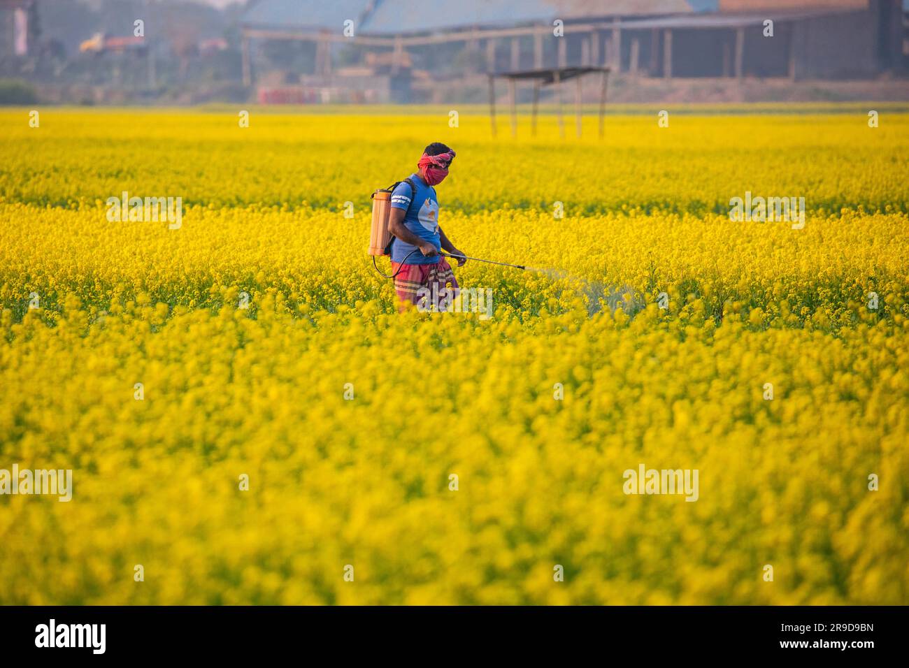 A farmer spraying pesticide on the mustard field at Singair in Manikganj, Bangladesh. Stock Photo