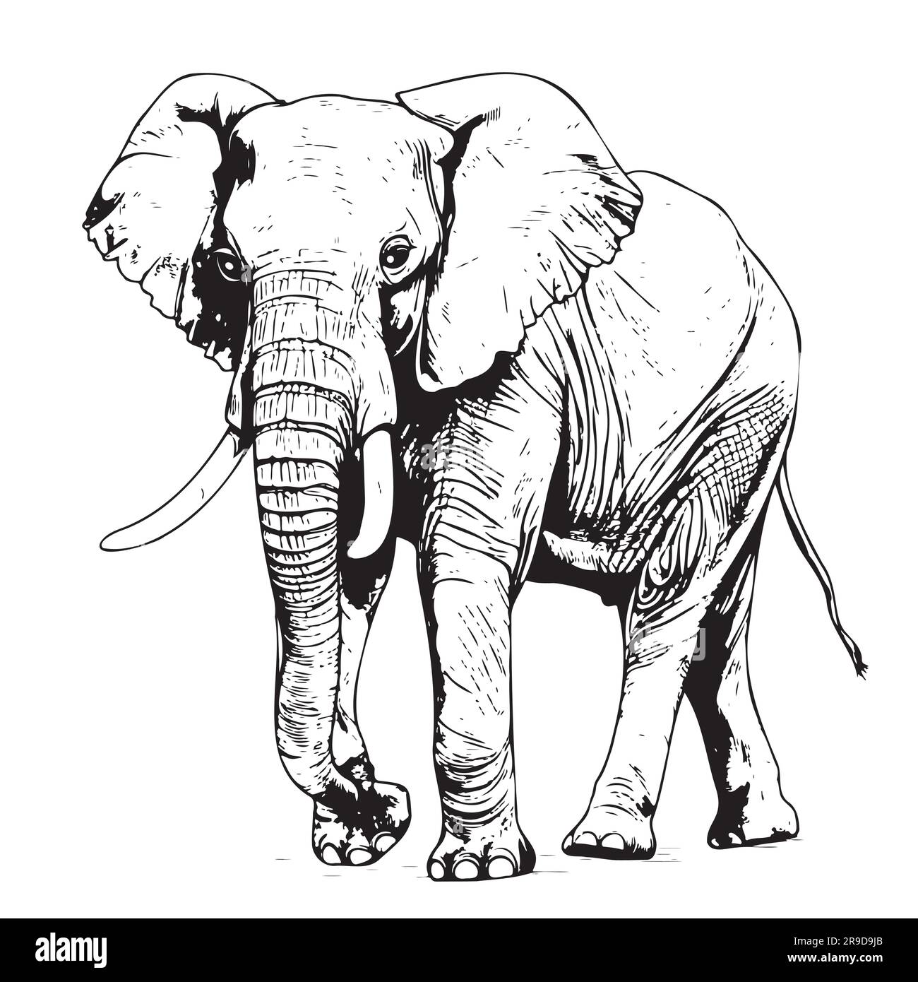 Sketch elephant Royalty Free Vector Image - VectorStock