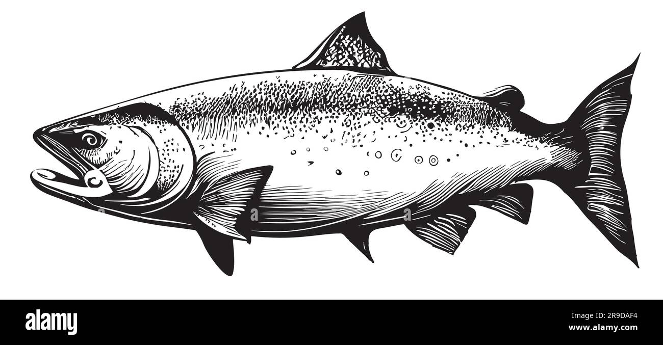 Salmon fish sketch hand drawn in doodle style illustration Stock Vector