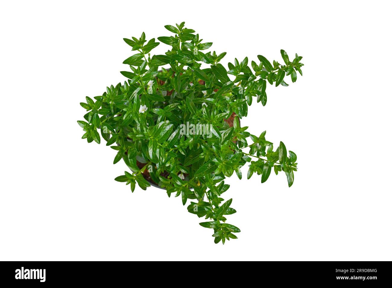 Top view of potted 'Cuphea Hyssopifolia' plant with small white flowers on white background Stock Photo
